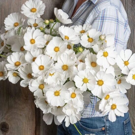 Kosmeja 'Versaļas Baltās'